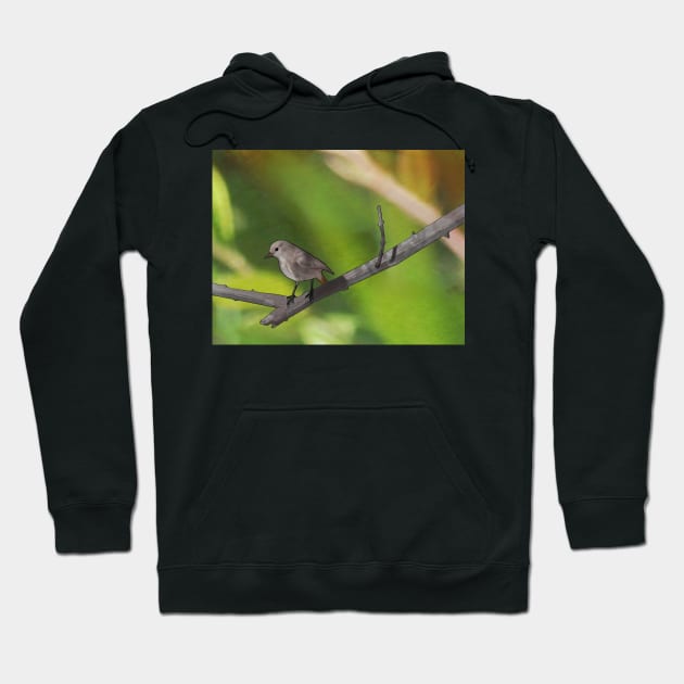 Redstart resting on a branch Hoodie by Musings Home Decor